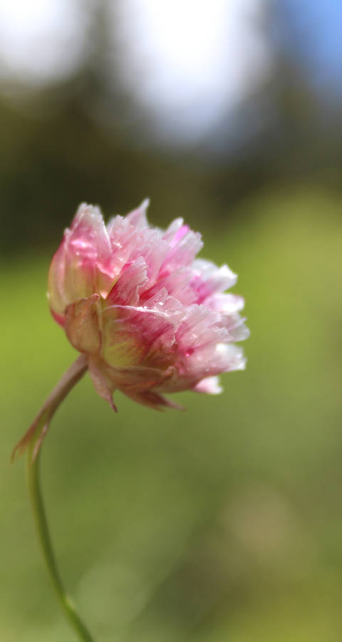 Blume von Maori Van Hooste (10 Jahre)
