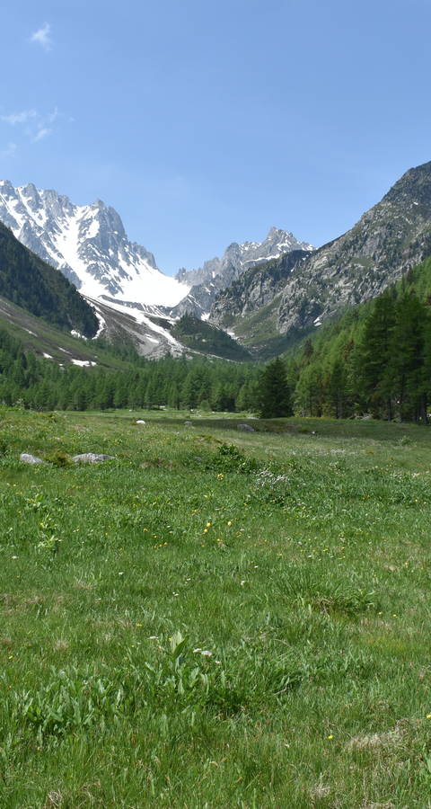 Arpette