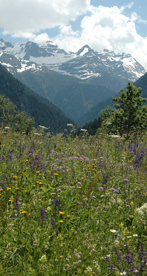 Follatères Valais © Marjorie Berthouzoz