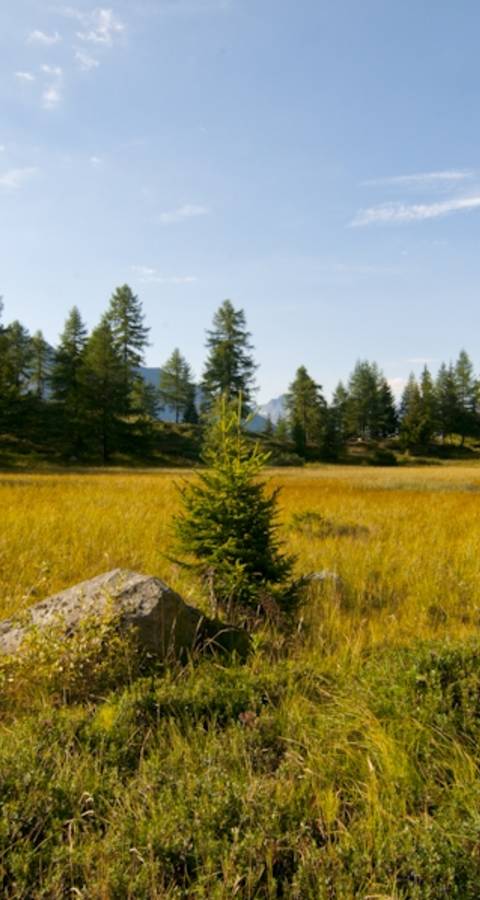 Fiesch