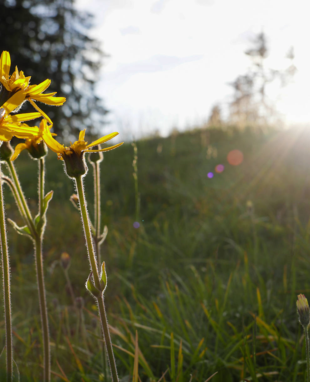 Arnika montana © Matthias Sorg