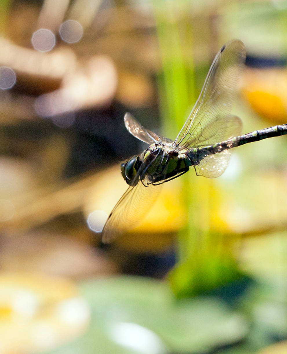 Libelle im Flug © Matthias Sorg