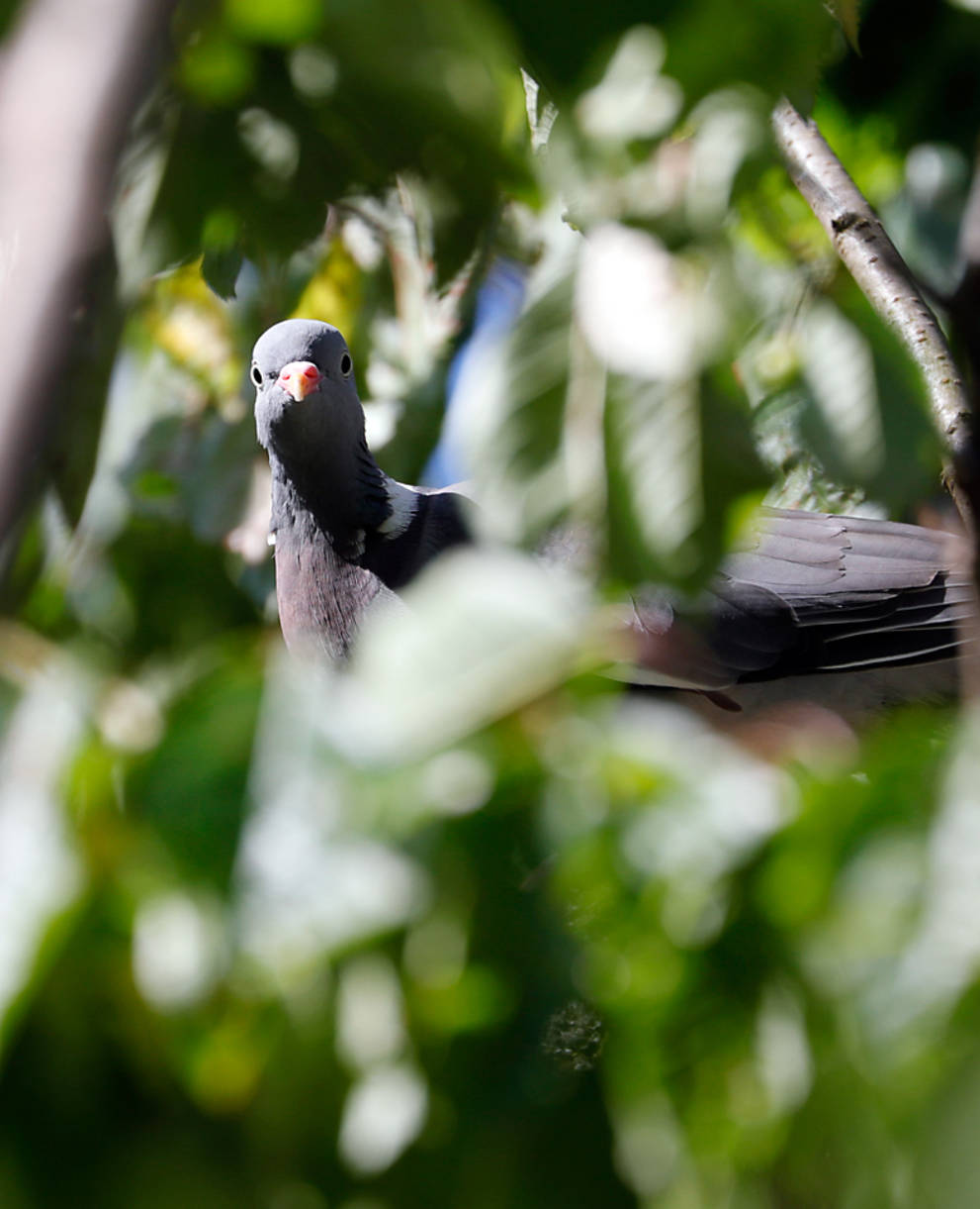 Un pigeon ramier se cache dans les branches d'un arbre © Matthias Sorg