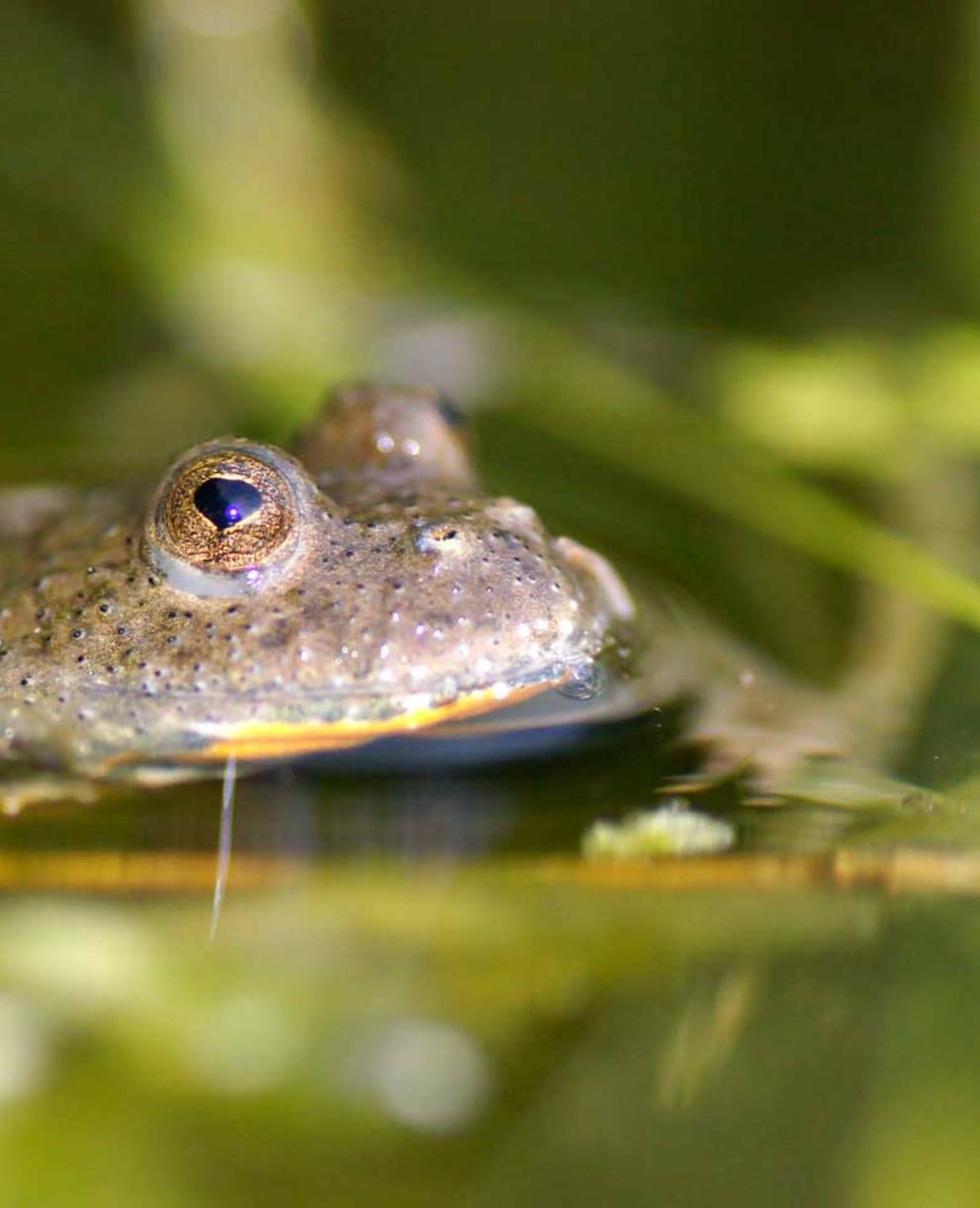 Crapaud sonneur à ventre jaune © Urs Tester