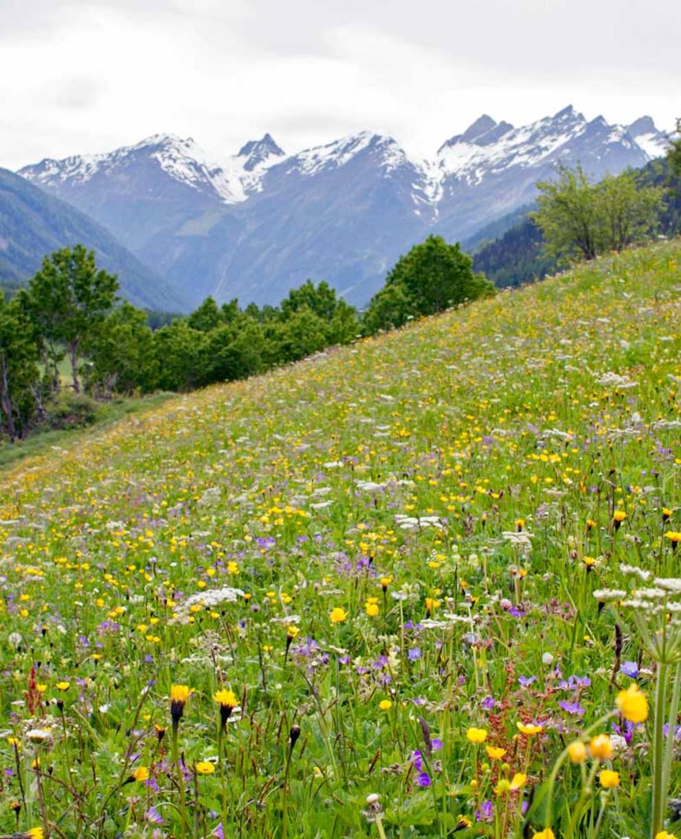 Paysage du Bas Valais © Pro Natura