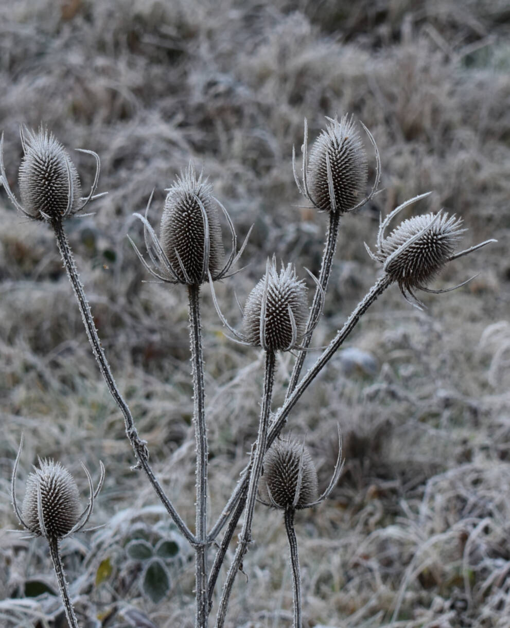 Dipsacus Hiver