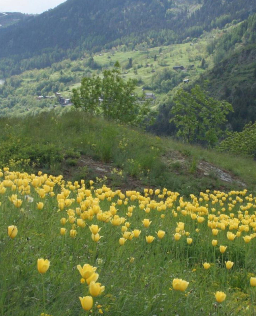 Tulpen Grengiols