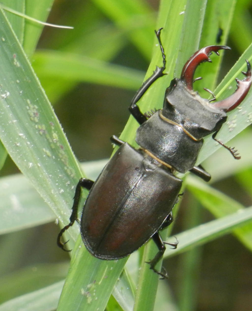 Lucanus cervus © Marjorie Berthouzoz