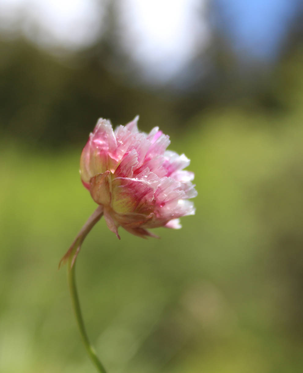 Blume von Maori Van Hooste (10 Jahre)