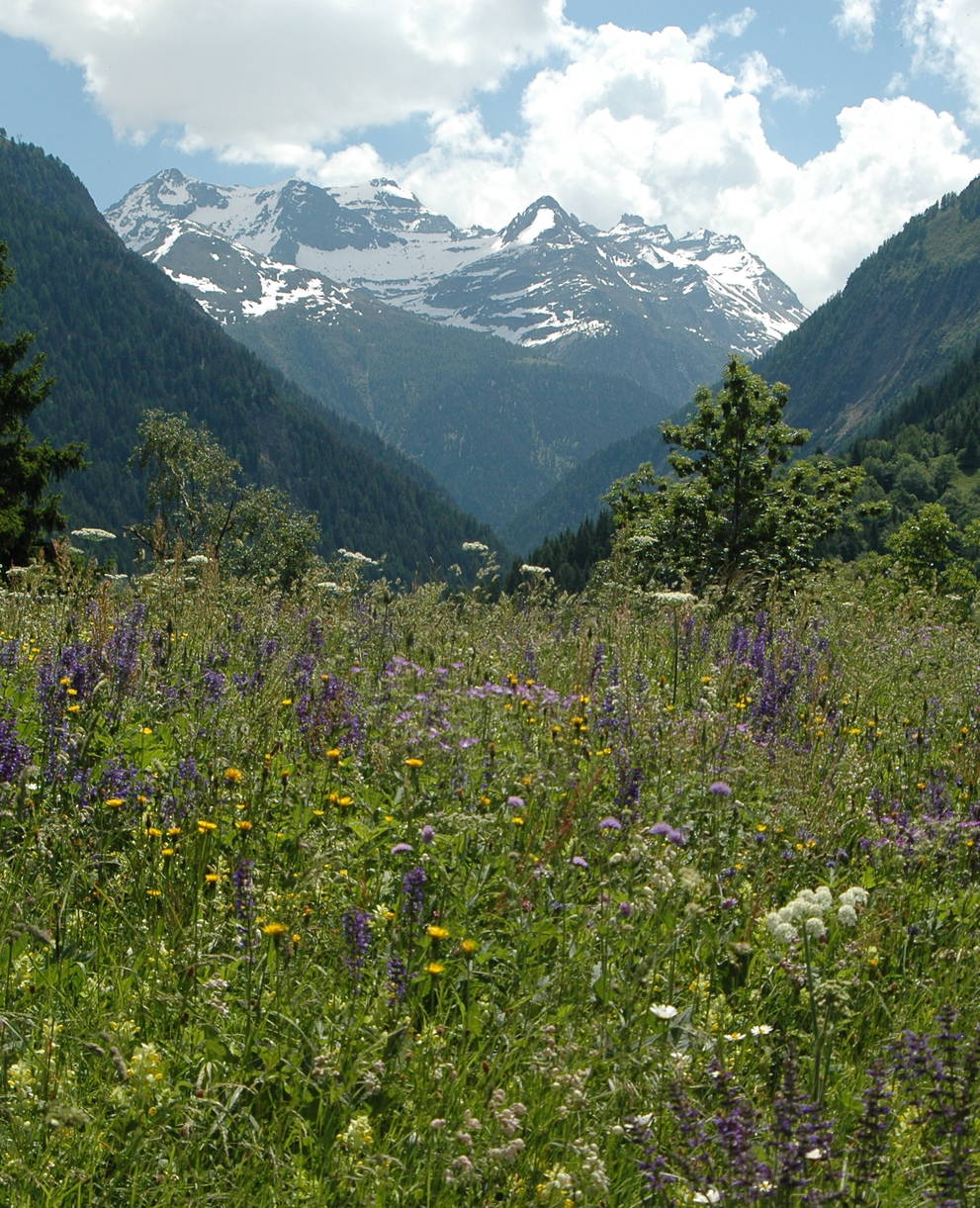 Follatères Valais © Marjorie Berthouzoz