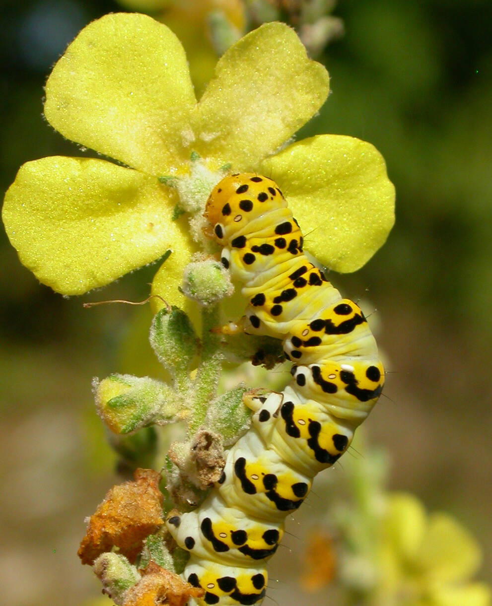 Chenille sur fleure jaune