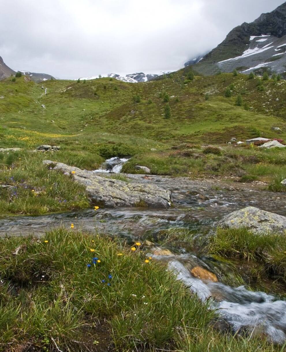 Simplonpass_cr_Saxifraga-Luuk Vermeer