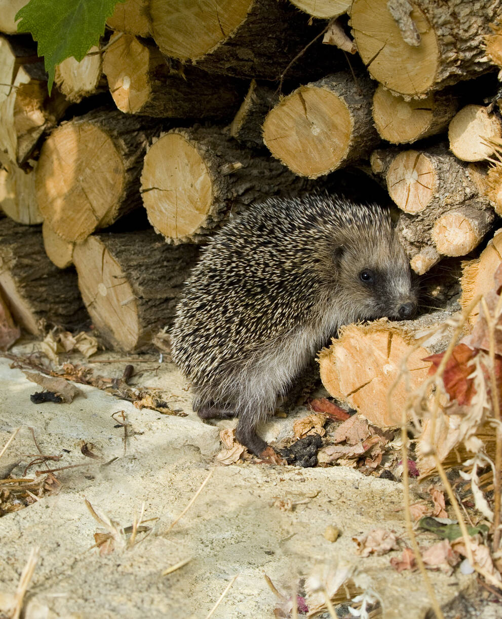 Photo de couverture_Benoît Renevey