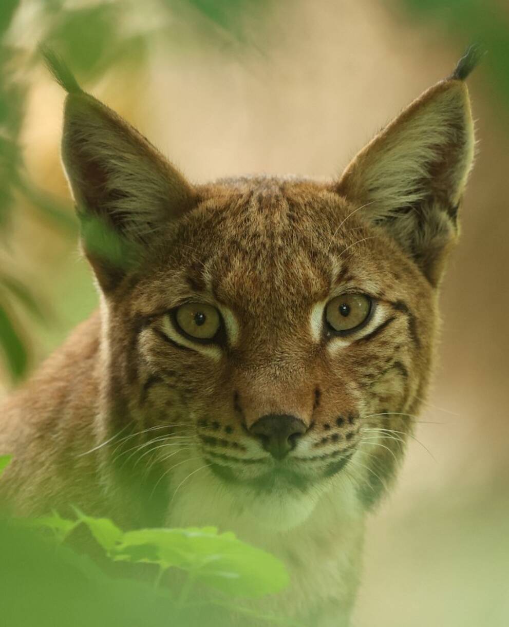 Lynx lynx 83, Lynx, Saxifraga-Mark Zekhuis