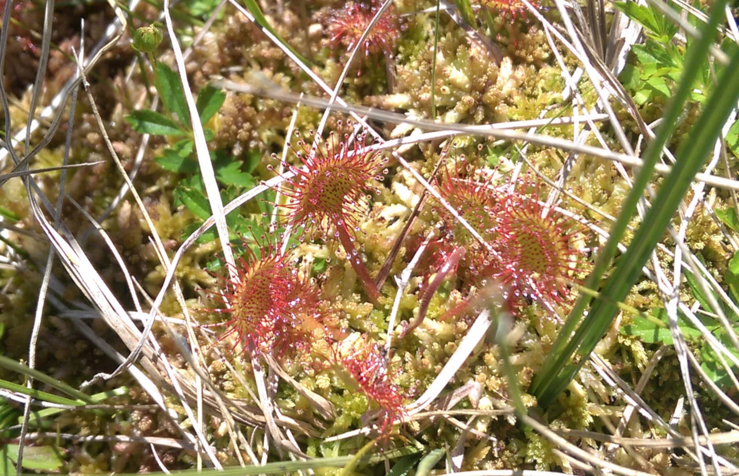 Drosera rotundifolia VS