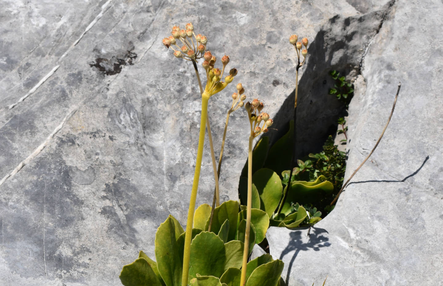 Primula auricula © Marjorie Berthouzoz